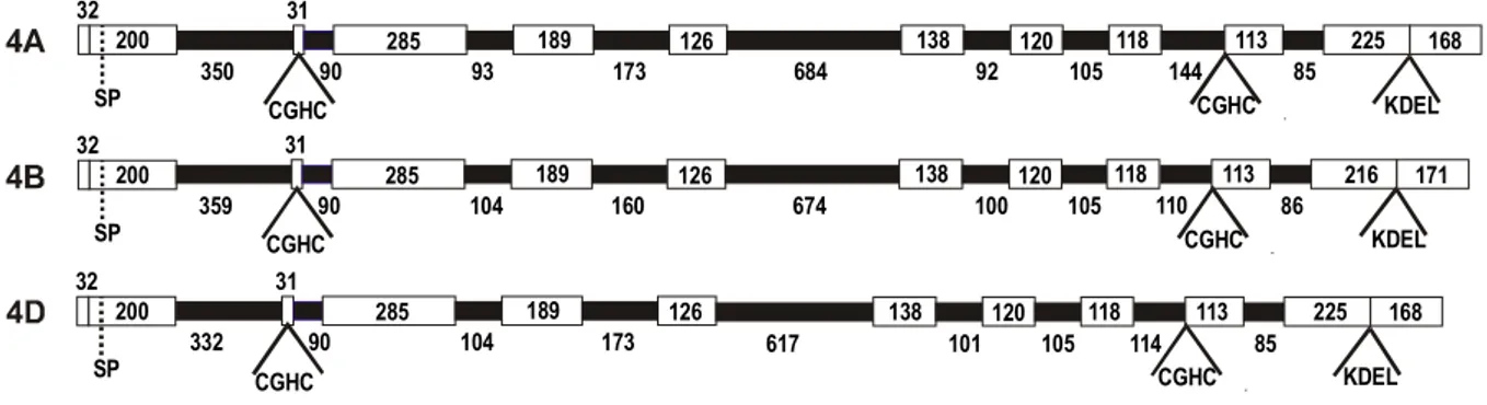 Fig. 1.8  - Struttura esoni/introni dei tre  geni della WHEPDI1 localizzati sul  gruppo di  omeologia 4