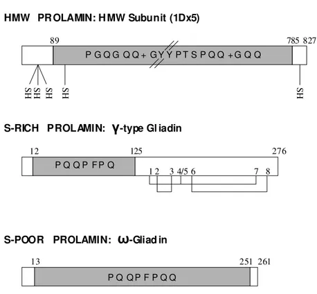 Fig. 1.1 - Rappresentazione schematica della struttura delle tipiche prolammine ad alto peso molecolare (HMW),  ricche  in  zolfo  (S-rich)  e  povere  in  zolfo  (S-poor)