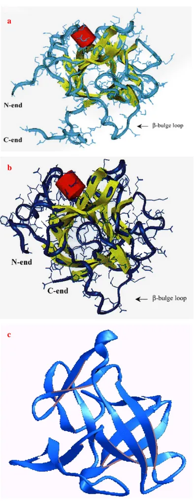 Fig. 11: struttura tridimensionale dell’interleuchina di spigola (a), trota (b), uomo (c) a 