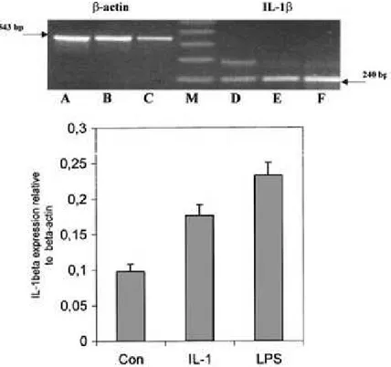 Fig. 4.  IL-1b gene expression in sea bass head  kidney leukocytes. Upper panel: 1% (w/v) agarose  gel loaded with the RT-PCR products obtained  using primers for b-actin (left side) and IL-1b (right  side) are shown for a representative fish of the 5  exa