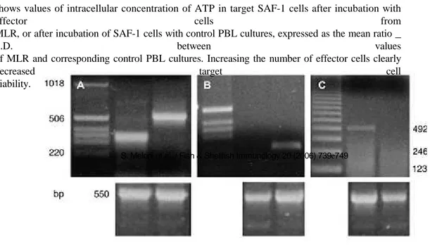 Fig.  4.  RT-PCR  analysis.  The  figure  shows  part  of  1.0%  agarose  gels  loaded  with  molecular  weight  markers  (123-bp  ladder in A, B; and 1 kb in C) and with 10  m l of a 50- m l RT-PCR solution using specific primers for Ig (224 bp) and for  