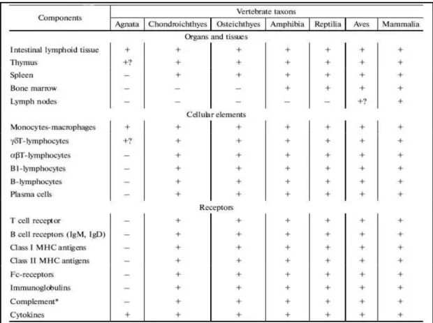 Tab. 1: componenti dell’immunità adattativa; il segno + indica la presenza di un componente, 