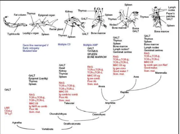 Fig. 2: evoluzione del sistema immunitario dei Vertebrati 