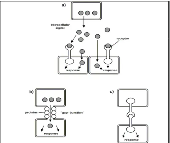 Fig 3: principali meccanismi di comunicazione intercellulare: a)comunicazione attraverso  messaggeri chimici; b) comunicazione mediante gap junctions; c) comunicazione attraverso 
