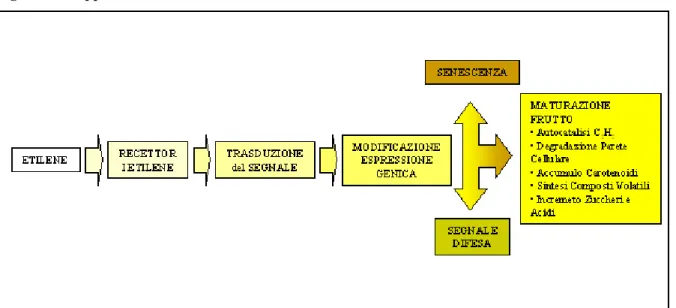 Figura 4.1 Rappresentazione schematica del ruolo dall'Etilene durante la maturazione del frutto 