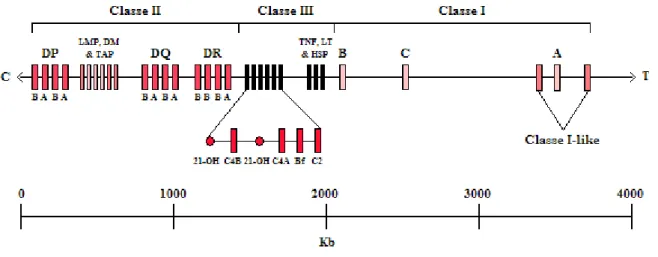 Figura 1.3 - Schema del sistema HLA sul cromosoma 6p 