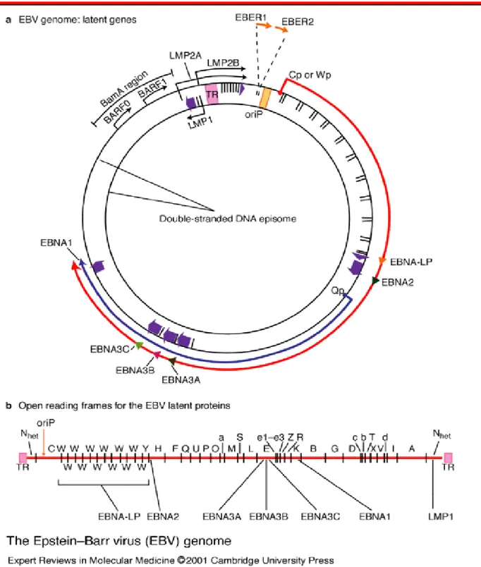 Figura 1: Schema del genoma del Virus di Epstein Barr e dei geni della latenza 