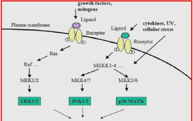 Figura 2: Vie di trasduzione delle MAPK  (mitogen activated protein kinase): fattori di crescita e  mitogenici stimolano la via di MEK/ERK mediante complessi recettoriali di membrana e  l’attivazione di Ras e Raf; le vie di JNK e p38MAPK possono essere sti