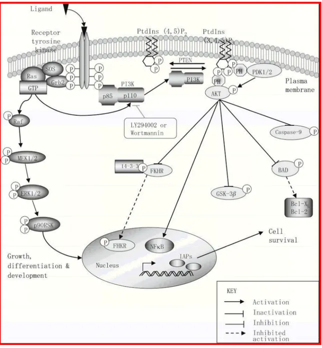 Figura 3: Via della PI3K/Akt : questa via integra segnali provenienti da recettori tirosin-chinasici  con il ‘network’ apoptotico; la PI3K chinasi è costituita da una subunità catalitica p110 e da una  subunità regolatoria p85; può essere attivata da uno s