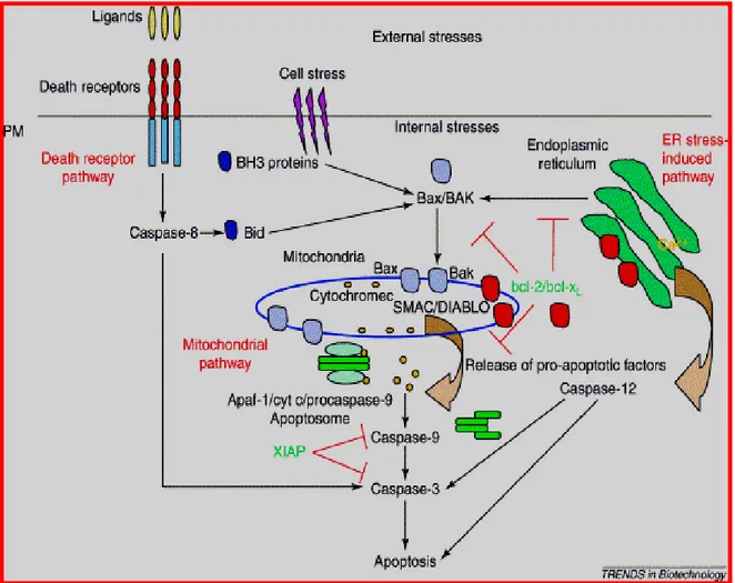 Figura 4: Schema delle principali vie apoptotiche (estrinseca ed intrinseca) e dei fattori proteici  implicati nella regolazione dei meccanismi esecutivi del processo, molto spesso alterati nel cancro:  in particolare alterazioni nell’espressione delle pro