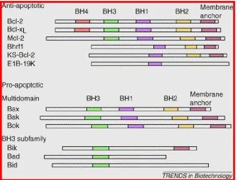 Figura 5: Proteine della famiglia di Bcl-2: caratteristica distintiva delle proteine della famiglia è la  presenza di almeno un dominio BH (Bcl-2 homology domain); si distinguono fattori anti-apoptotici,  pro-apoptotici e proteine pro-apoptotiche contenent