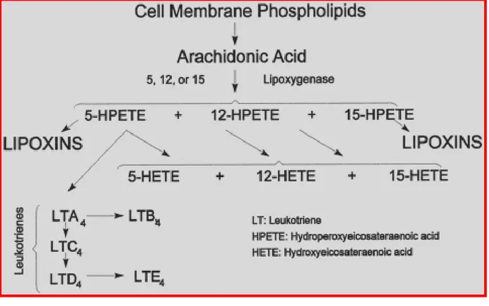 Figura 7: (a) Principali vie biosintetiche di conversione dell’acido arachidonico liberato dalle  membrane ad opera delle lipossigenasi con formazione dei metaboliti HPETE, HETE e di  leucotrieni