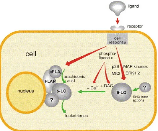 Figura 8: La figura illustra i vari eventi che determinano l’attivazione della 5-LOX:  stimolazioni  recettoriali possono causare un incremento del calcio intracellulare o attivare le vie delle MAPK  che fosforilano l’enzima presente nel citosol