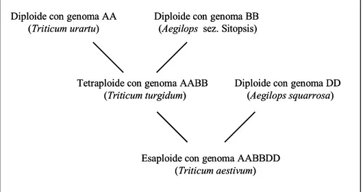 Fig. 1 Schema semplificato dell’origine dei frumenti coltivati 