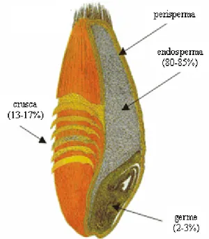 Fig. 2 Struttura schematica della cariosside di frumento 