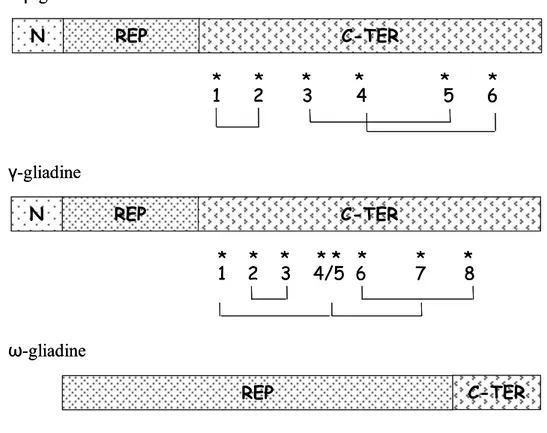 Fig. 6 Rappresentazione schematica della catena polipeptidica di α/β,  γ ed ω- ω-gliadine