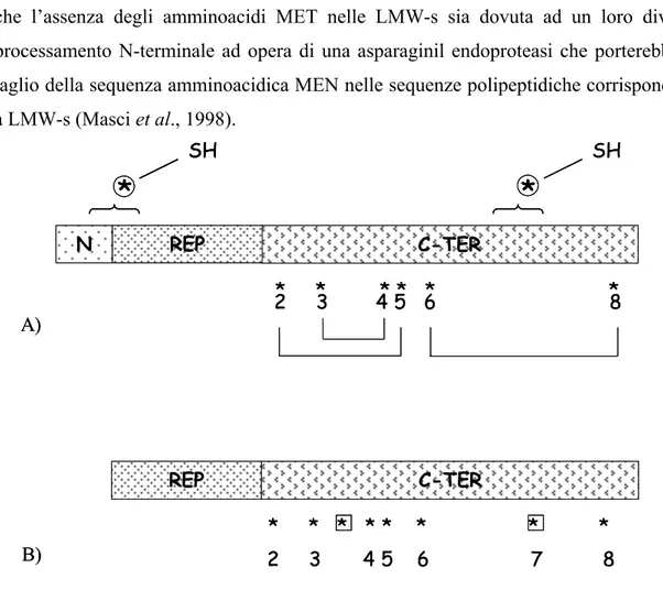 Fig. 8 Rappresentazione schematica della catena polipeptidica matura delle LMW- LMW-GS tipiche con particolare riferimento alla posizione delle cisteine