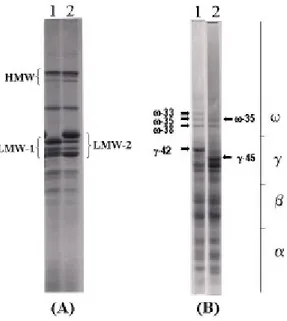 Fig. 9 (A) SDS-PAGE delle subunità gluteniniche e (B) A-PAGE delle subunità  gliadiniche relativi ai due biotipi della cv