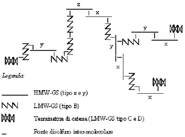 Fig. 10 Modello ipotetico della struttura dei polimeri gluteninici dedotto sulla base della 