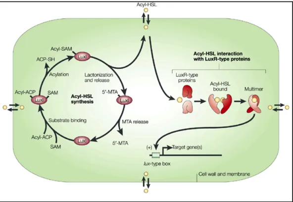 Figura  2:  Modello  di  sistema  di  quorum  sensing  attivato  da  lattoni  dell’omoserina  (Acyl-