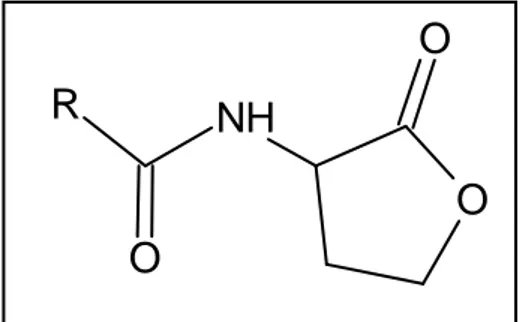 Figura  3.  Struttura  chimica  dei  lattoni  dell ’omoserina,  in  posizione  R  è  inserita  la  catena  acilica la cui struttura conferisce specificit à al segnale