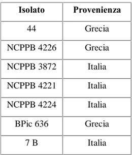 Tab. VII: Ceppi di P. avellanae utilizzati per la verifica della produzione di lattoni 