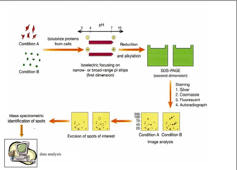 Figura 3. Schema del processo di analisi proteomica basato sull’elettroforesi 