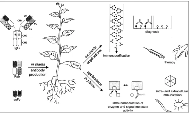 Figura 7.  Applicazioni di anticorpi e di frammenti anticorpali prodotti in pianta. Le 