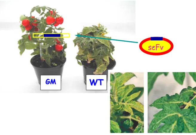 Figura 9. Confronto dei fenotipi di pomodoro transgenico e ‘wild type’, infettati con il  virus CMV  GG M M W W T T -ss c c F F v v