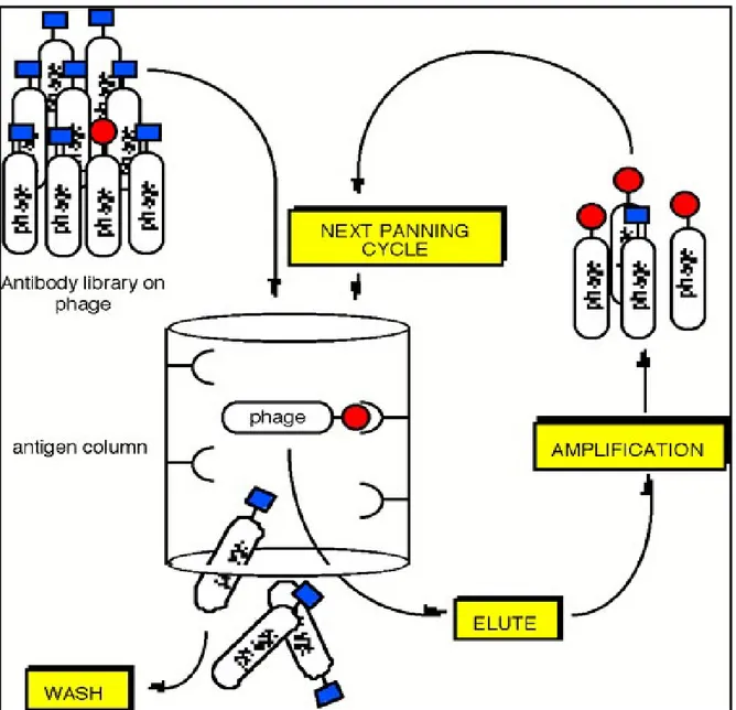 Figura 11. Schema di “biopanning” di un repertorio in “phage display” 