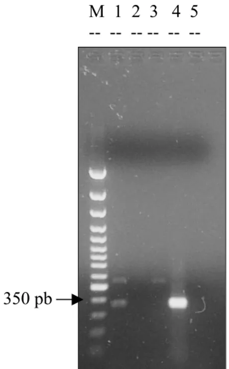 Fig. 3-4. Linea 1-2-3: Pseudomonas sp.; linea 4 P. avellanae; linea 5 controllo negativo