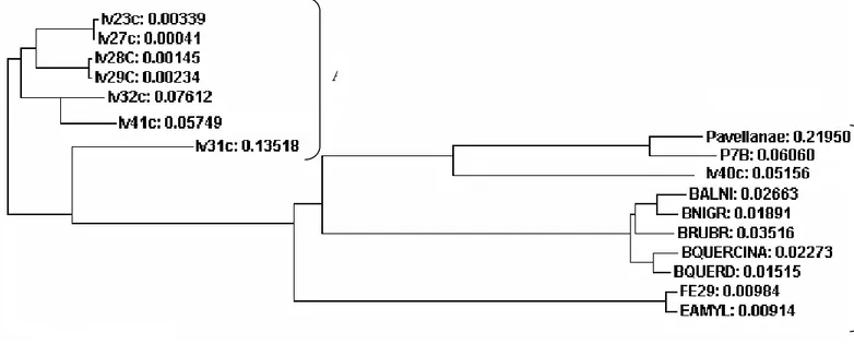 Figura 3-5.  Dendrogramma ottenuto con il programma CLUSTALW. Accanto ai nomi degli isolati sono riportate le  distanze genetiche