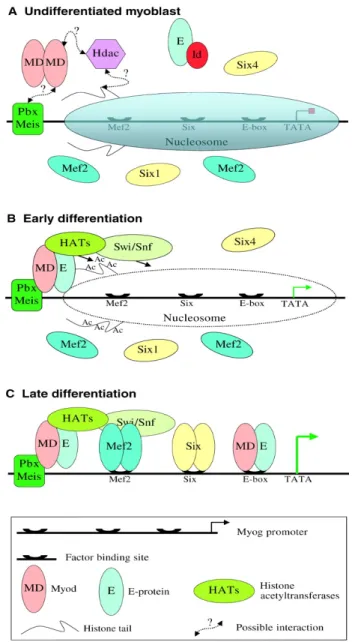 Figura 3. Modello proposto del reclutamento dei complessi di rimodellamento della  cromatina sul promotore della miogenina