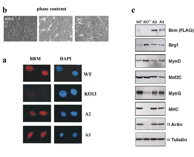 Figura 9. Cloni di fibroblasti BRM -/-  in cui è stato reintrodotto Brm  riacquistano le  capacità differenziative