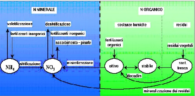 Fig. 2.4 – Ciclo biogeochimico dell’azoto.