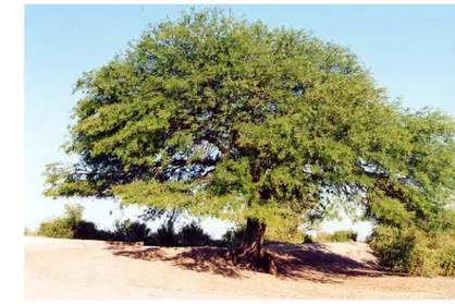 Figura 11 – Prosopis alba (algarrobo) 