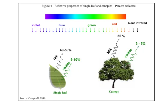 Figure 4 - Reflexive properties of single leaf and canopies – Percent reflected