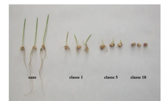 Fig. 4.1: classi di malattia definite per plantule di frumento tenero varietà Bolero inoculate con F