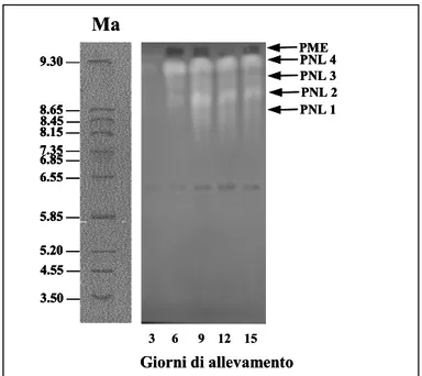 Fig. 4.4: profilo isoenzimatico di pectin-liasi prodotto da F. culmorum cresciuto per 15 giorni su  mezzo liquido (Czapek-Dox) con pectina come sola  fonte di carbonio