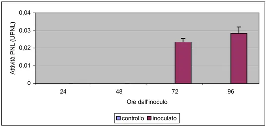 Fig.  4.5: attività pectin-liasica rilevata nell’estratto proteico totale