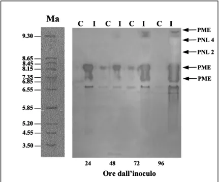 Fig. 4.7: forme isoenzimatiche di pectin-liasi, presenti nel 