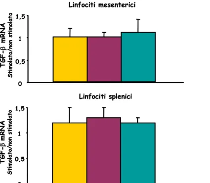 Fig. 18 –Espressione di TGF-β nei linfociti mesenterici e splenici dei ratti immunizzati