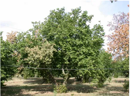 Fig. 10. Sintomi iniziali di Moria su piante di nocciolo cv Tonda   Gentile Romana in provincia di Viterbo