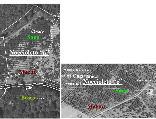 Fig. 15. Foto aerea del noccioleto “a” e “c” con le rispettive aree “Sano” e “Malato”