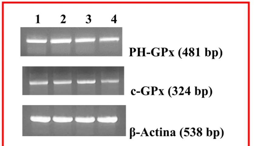 Fig. 10. Coinvolgimento di GPx nell’apoptosi DHA-indotta.  (A) Misura  dell’attivitàdi GPx totale