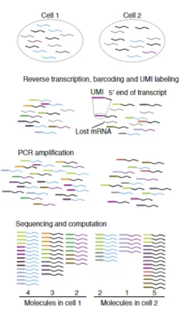 Figura 1.7: Conteggio delle reads con UMI
