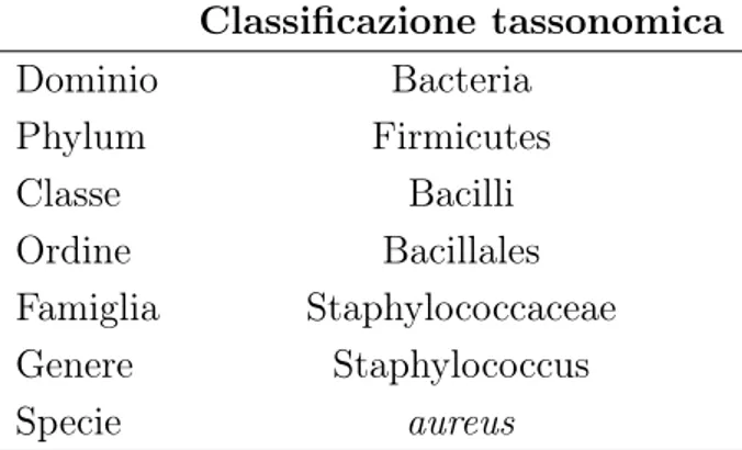Tabella 2.1: Classificazione tassonomica Staphilococcus aureus.