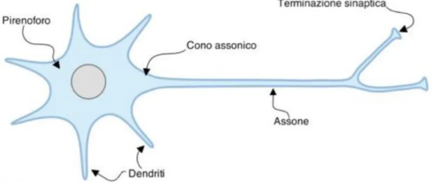 Figura 1.1: Rappresentazione di un neurone