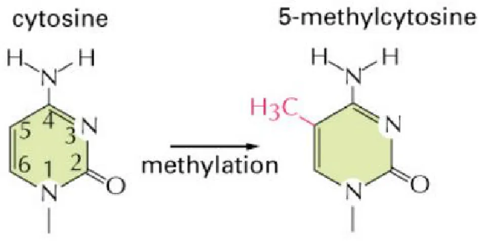 Figura 1.2: Metilazione di una cisteina.