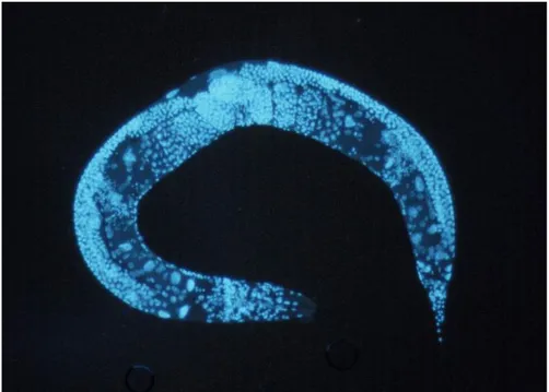 Figura 1.3: Fotografia dell’organismo modello Caenorhabditis elegans.